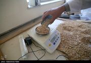 پیشنهاد کارمزد 543 تومانی خرید گندم روی میز دولت