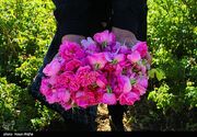 گل محمدی فارس در بازار اروپا/ اشتغال‌زایی با صادرات گل محمدی