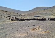 اخطار خروج به عشایری که غیرقانونی در مراتع ملایر استقرار یافتند