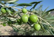 افزایش جمعیت آفت مگس زیتون در باغات طارم