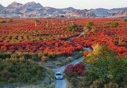 بزرگ‌ترین باغ زرشک جهان در افین/خیزبلند برای ثبت در دهکده‌های جهانی