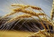 خریداری 600 تن بذر گندم استاندارد برای کشاورزان استان سمنان‌