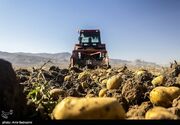 مطالبه بخش‌خصوصی پایان آزمون و خطای بازار سیب زمینی است