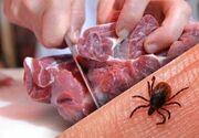 هشدار دامپزشکی بوشهر درباره شیوع تب کریمه کنگو در فصل گرم