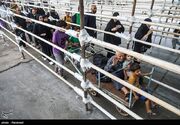 استقرار تیم دندانپزشکی دانشگاه علوم پزشکی آبادان در مرز شلمچه
