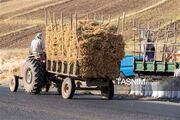 برداشت یک‌تنی نخود از هر هکتار در مزارع دلفان