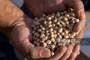 پیش‌بینی برداشت 2500 تن نخود دیم از مزارع اسدآباد