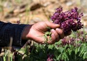 بیش از 11 هزار هکتار از اراضی همدان زیر کشت گیاهان دارویی قرار دارد