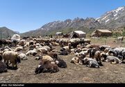 جامعه عشایری خوزستان همواره در وفاداری به نظام و ولایت پیشرو بوده‌اند