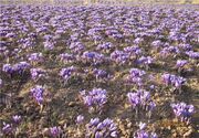 فامنین به قطب جدید کشت زعفران همدان تبدیل می‌شود