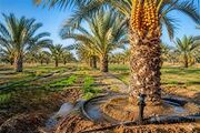 توسعه 34 هزار هکتاری آبیاری نوین در اراضی کشاورزی استان بوشهر