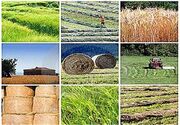 تعاونی‌های روستایی؛ بازوی محرک کشاورزی و امنیت غذایی در خطه مرند