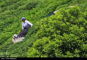 احیای باغ‌های چای تا افزایش درآمد 10 هزار و 500 بهره‌بردار لاهیجانی