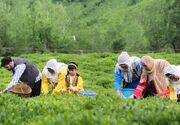 چای ایرانی از سالم‌ترین چای‌های دنیاست