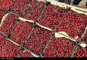 صادرات 2135 تن گیلاس و آلبالو از گلبهار به کشور روسیه
