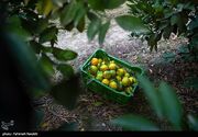 مگس میوه مدیترانه‌ای در کمین طلای نارنجی مازندران