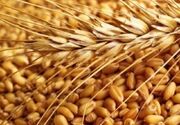 خرید 16 هزار تن بذر گندم در لرستان