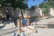 دستگیری باند شکارچیان غیرمجاز و محموله تاکسیدرمی در چهارمحال و بختیاری