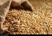خرید تضمینی گندم در همدان از 377 هزار تن گذشت
