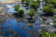 لکه‌های نفتی در قشم؛ خطری فراتر از آلودگی ساحل