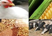 اختصاص 5 هزار مترمربع به نمایشگاه تخصصی دام و طیور مشهد