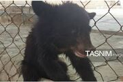 نجات یک گونه ارزشمند؛ خرس سیاه بلوچی از چنگ قاچاقچیان رهایی یافت