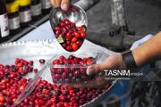 جشن برداشت زغال‌اخته با عطر فرهنگ و هنر آذربایجان در کلیبر