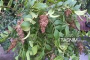 پیش‌بینی صادرات 15 تن سماق روستای خانیک گناباد به اروپا
