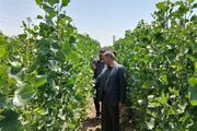 «بهار» سبز می‌شود؛ احداث 634 هکتار جنگل‌کاری برای تلطیف هوا