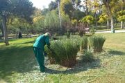اعتراض به پرداخت سلیقه‌ای حقوق کارگران فضای سبز تهران