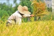 برداشت بیش از یک میلیون و 150 هزار تن شلتوک در گیلان پیش‌بینی شد