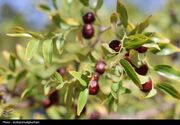 عناب خراسان جنوبی؛ ظرفیت مغفول برای خلق هویت غذایی و برند بومی