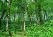 فصل تازه مدیریت جنگل‌های هیرکانی/جایگزینی سوزنی‌برگان با گونه‌های بومی