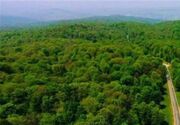 ارزش جنگل‌های هیرکانی فقط در تولید چوب نیست