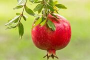 خواص درمانی انار + جدول غذایی!
