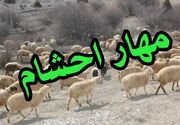 ناکامی قاچاقچیان احشام در کردستان؛ کشف 388 رأس دام قاچاق