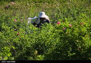 استان سمنان سالانه 1.5 میلیون تن محصول کشاورزی تولید می‌کند