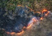 آتش‌سوزی در کمین جنگل‌های هیرکانی/ گلستان در آماده‌باش کامل شد