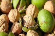 آذربایجان شرقی در مسیر جهش تولید گردو؛ اجرای طرح تعویض تاج در باغات