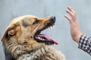 هشدار علوم پزشکی کرمان درباره افزایش حیوان‌گزیدگی؛ 21هزار مورد در سال