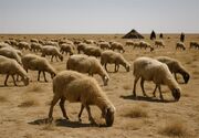 ال‌نینو کوچ پاییزه عشایر را جلو انداخت؛ افزایش 4 هزار تنی تولید گوشت