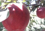 پیچیدگی تعهدات ارزی، صادرکننده واقعی سیب را از میدان خارج کرد