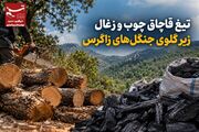 گزارش|تیغ قاچاق چوب و زغال زیر گلوی جنگل‌های زاگرس