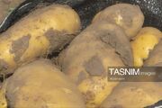 عرضه مستقیم سیب‌زمینی با قیمت 70 هزار تومان در خرم‌آباد