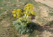آنغوزه و گیاهان دارویی؛ نسخه طبیعی برای رونق اقتصاد خراسان جنوبی