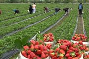 اجرای 20 کارگاه آموزشی کشاورزی در خرمشهر