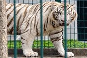 مادر زمین؛ عملیاتی برای نجات حیوانات و کشف 60هزار هکتار جنگل‌خواری