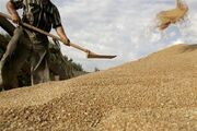 سال زراعی با نرخ نامعلوم و مطالبات معوق؛ کشاورز با چه پولی بکارد؟