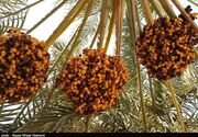 زرین‌دشت در مسیر رونق صادرات خرما؛ پیش‌بینی تولید 1400 تن خرما