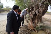 پرونده قضایی تخریب ریشه بیش از 90 درخت کهنسال فردوس تشکیل شد